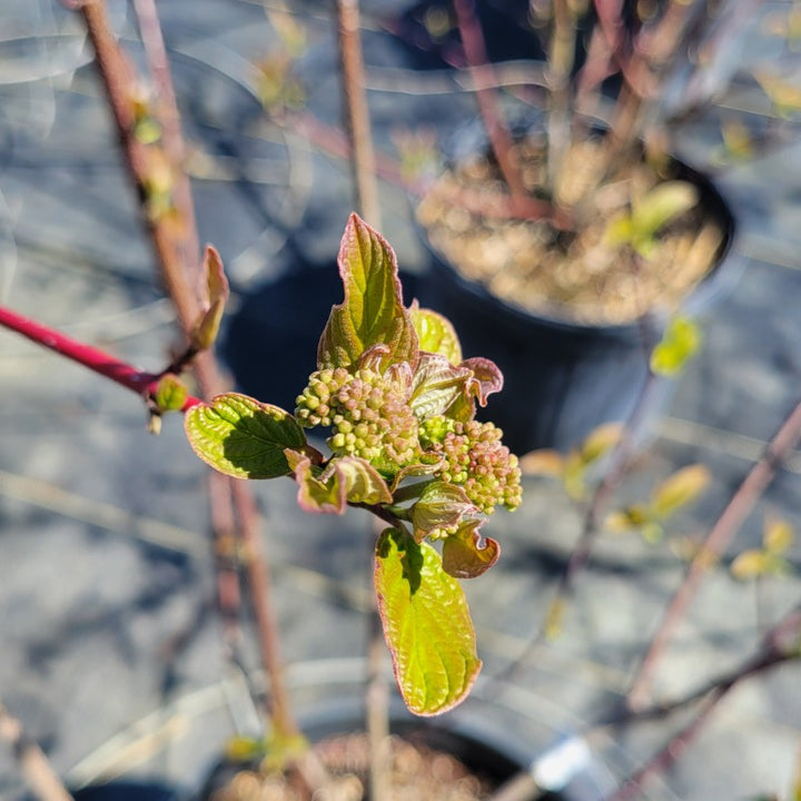 A close-up photo of the developing flower buds of Cornus amomum (Silky Dogwood)