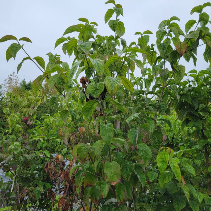 Foliage and branching structure of Cornus florida 'Cherokee Chief' (Flowering Dogwood)