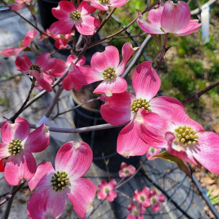 The soft pinkish-red spring blooms of Cornus florida 'Cherokee Chief' flowering dogwood