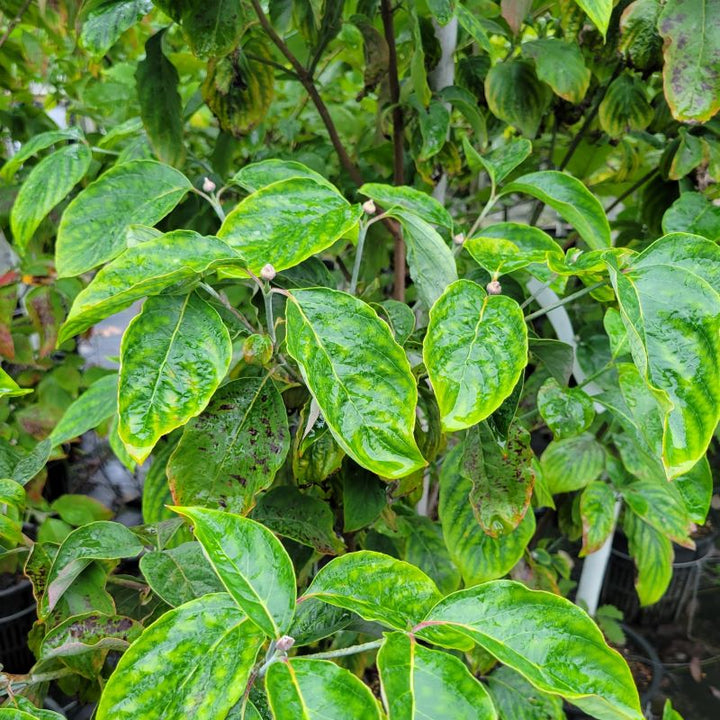 Close-up of the deeply veined foliage of Cornus florida 'Cherokee Chief' (Flowering Dogwood)
