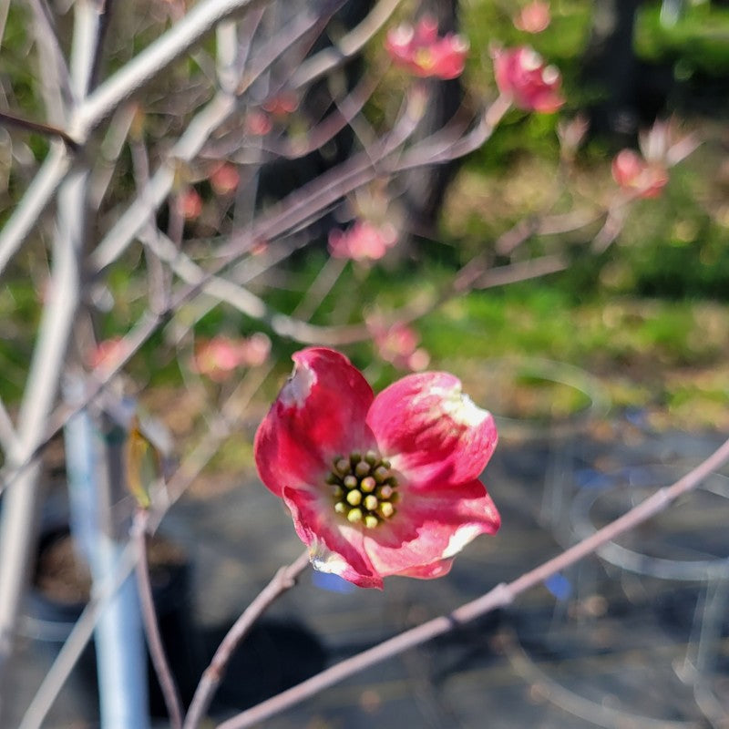 A close-up photo of a dark brick-red bloom on Cornus florida 'Crimson Red' flowering dogwood