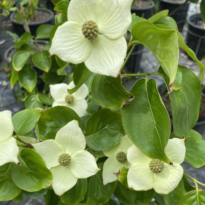 Cornus kousa 'Milky Way' (Kousa Dogwood) Unity Grown