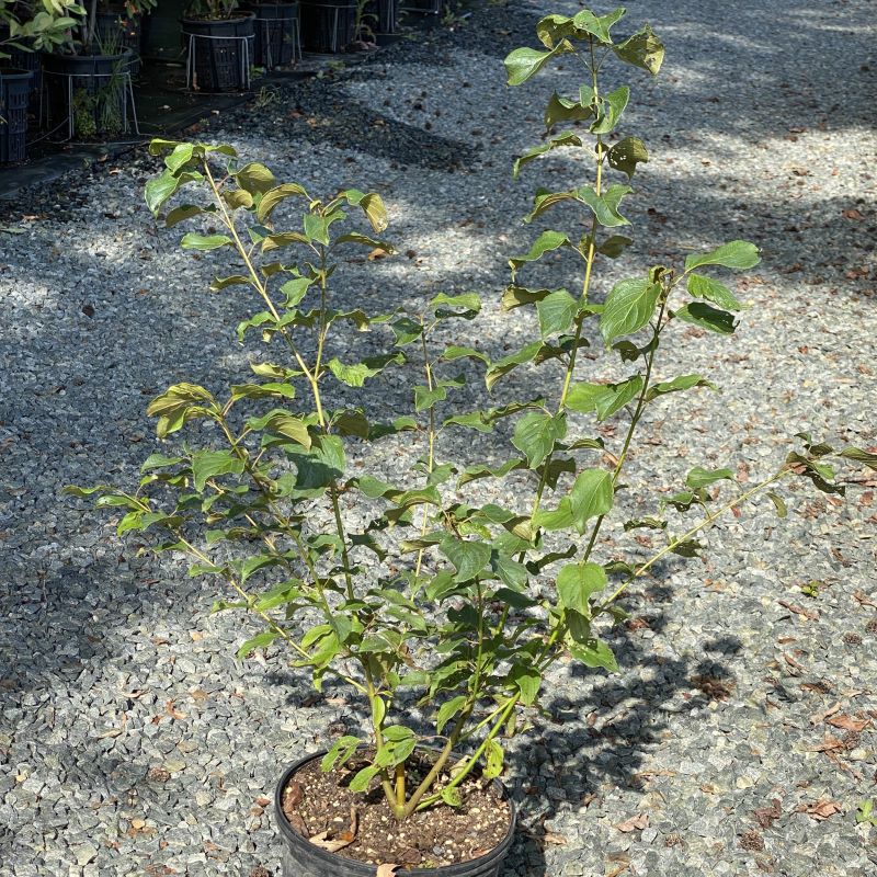 Mature Cornus amomum (Silky Dogwood) grown in a 3-gallon pot.
