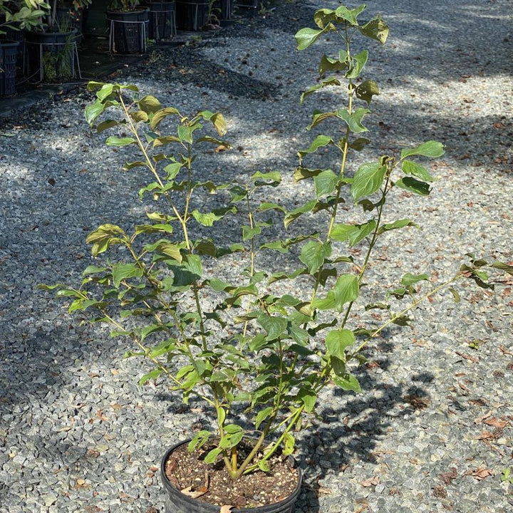 Mature Cornus amomum (Silky Dogwood) grown in a 3-gallon pot.