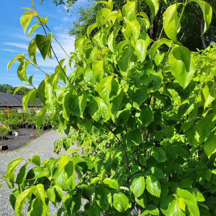 Cornus florida 'Appalachian Joy' (Dogwood) branches in summer