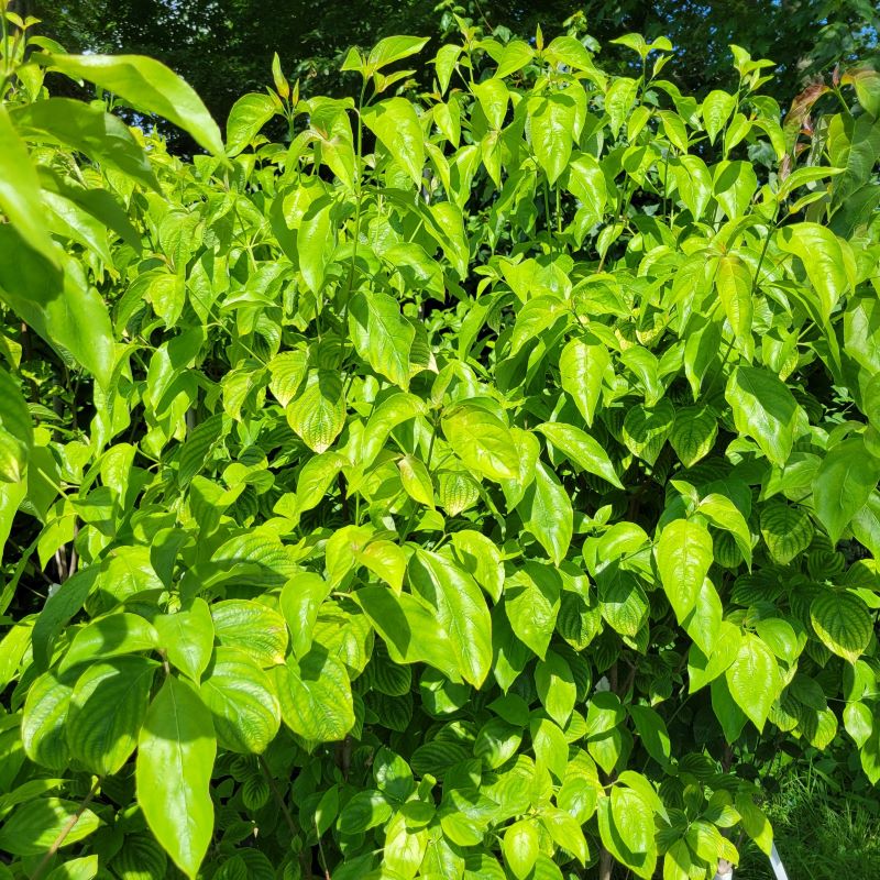 Glossy, attractive foliage of Cornus florida 'Appalachian Joy' (Dogwood)