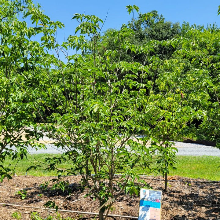 A photo of the upper branches of a mature specimen of Cornus florida 'Appalachian Snow' flowering dogwood