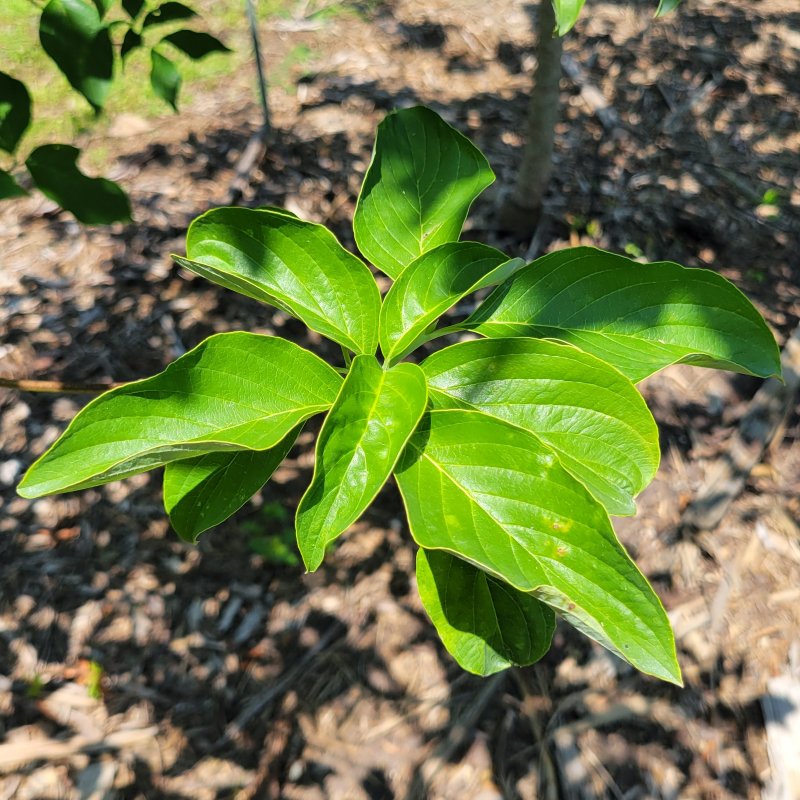 A close-up photo of the bright green, deeply veined foliage of Cornus florida 'Appalachian Snow' flowering dowood