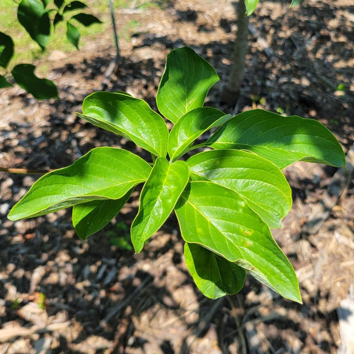 A close-up photo of the bright green, deeply veined foliage of Cornus florida 'Appalachian Snow' flowering dowood