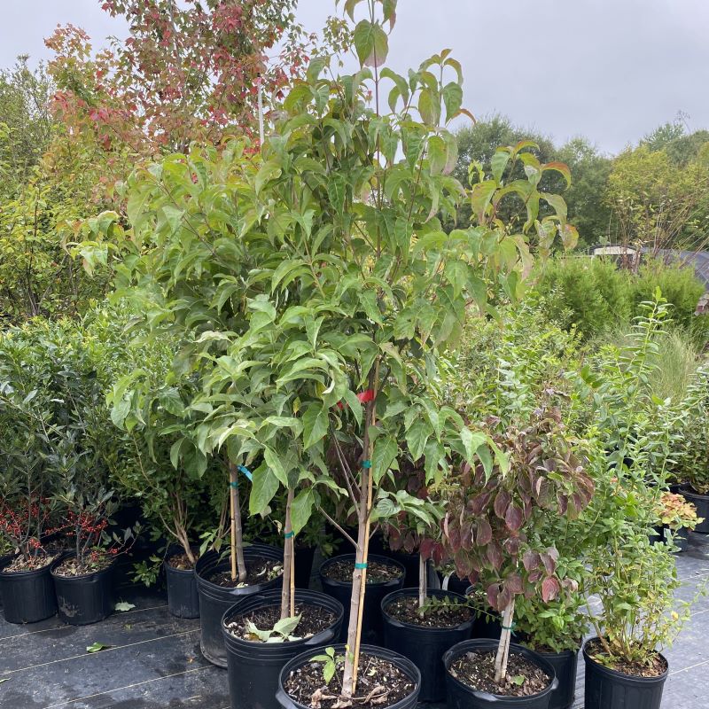 Cornus florida 'Cherokee Brave' (Flowering Dogwood) grown in 10-gallon pots.