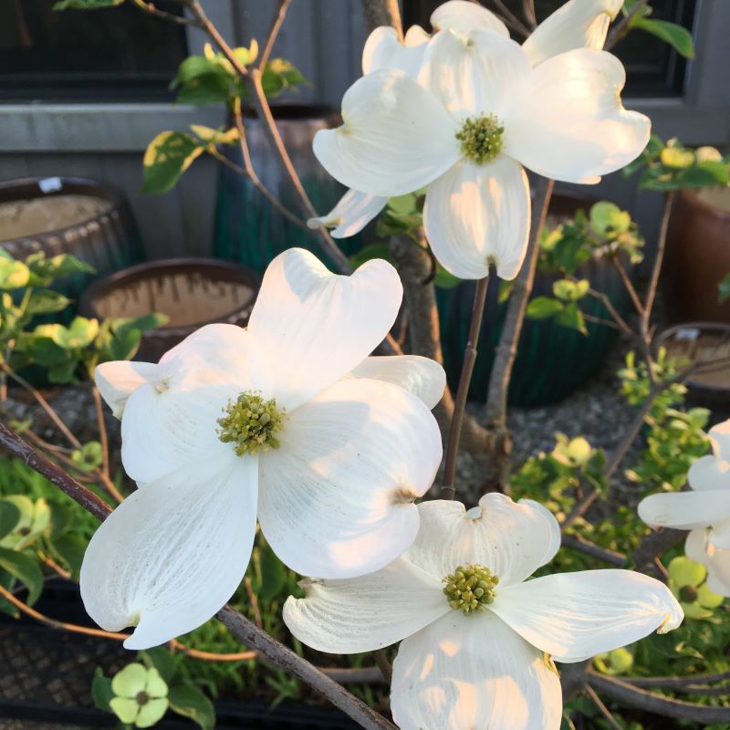 Cornus florida (White Flowering Dogwood) flowers in bloom.
