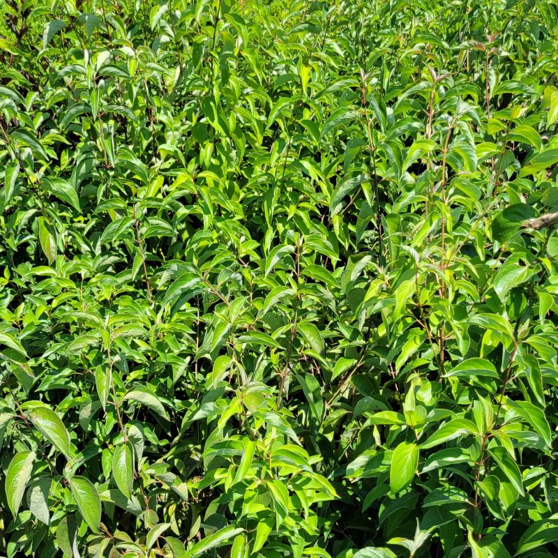 A photo of a large, dense group of gray dogwood (Cornus racemosa) grown in 2-gallon pots