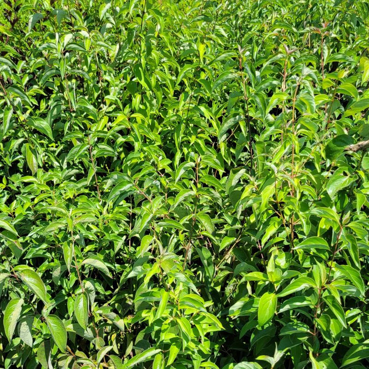 A photo of a large, dense group of gray dogwood (Cornus racemosa) grown in 2-gallon pots