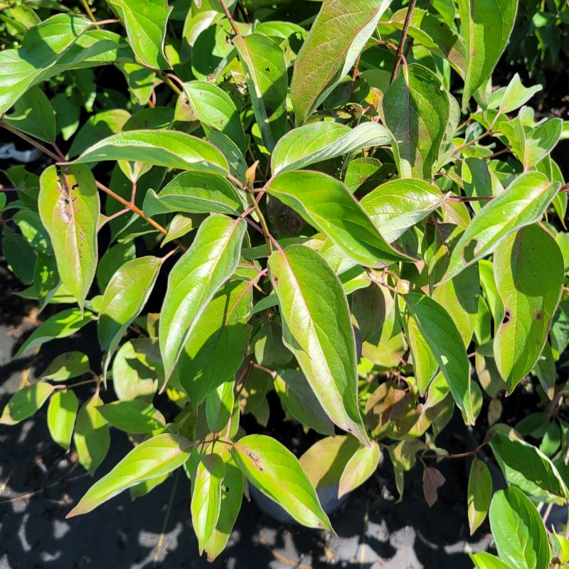 A close-up photo of the bright green, deeply veined foliage of Cornus racemosa (gray dogwood)