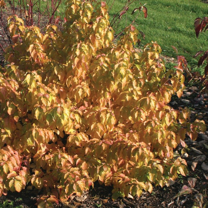 Golden fall foliage of Cornus stolonifera 'Arctic Sun®' 