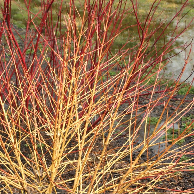 Golden yellow and pink-tinged bare branches of Cornus stolonifera 'Arctic Sun®' 