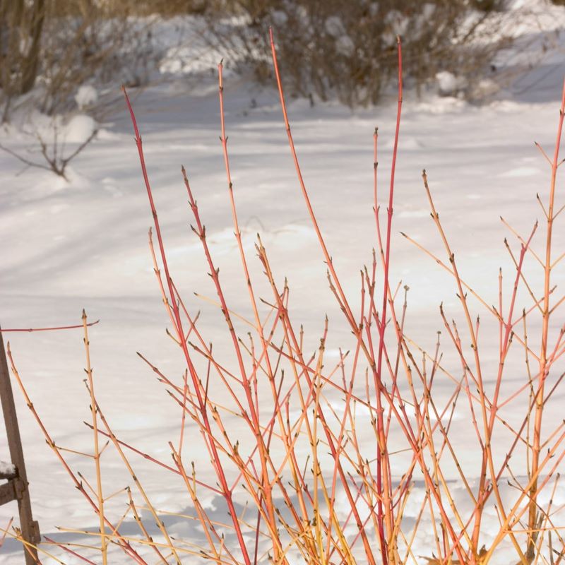 Golden and pink Cornus stolonifera 'Arctic Sun®'  branches on snowy background