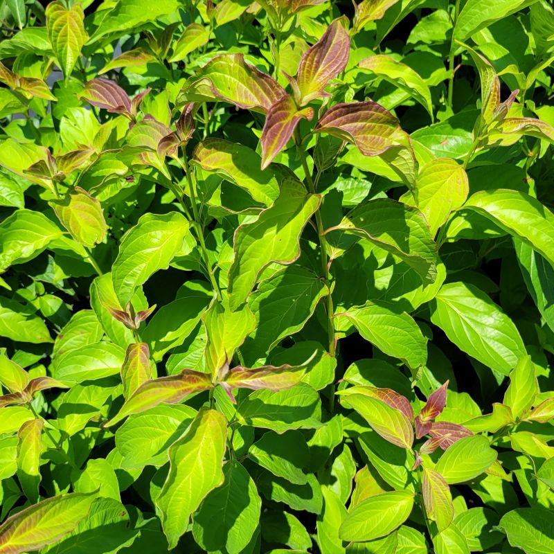 A close-up photo of the bright green and red-tinged, deeply veined foliage of Cornus sericea (red osier dogwood)