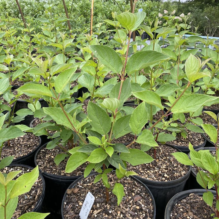 Young Cornus sericea 'Baileyii' with green foliage in 3-gallon pots.