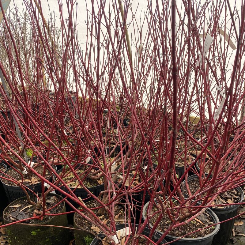 Cornus sericea 'Baileyii' (Redtwig Dogwood) with namesake red bark, grown in 3-gallon pots.