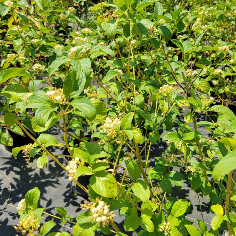 Yellow bark, developing berries and dark green foliage of Cornus sericea 'Flaviramea' (Yellowtwig Dogwood)