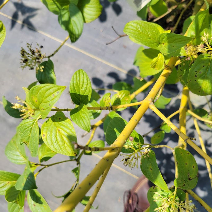 Close-up of the smooth yellow bark of Cornus sericea 'Flaviramea' (Yellowtwig Dogwood)