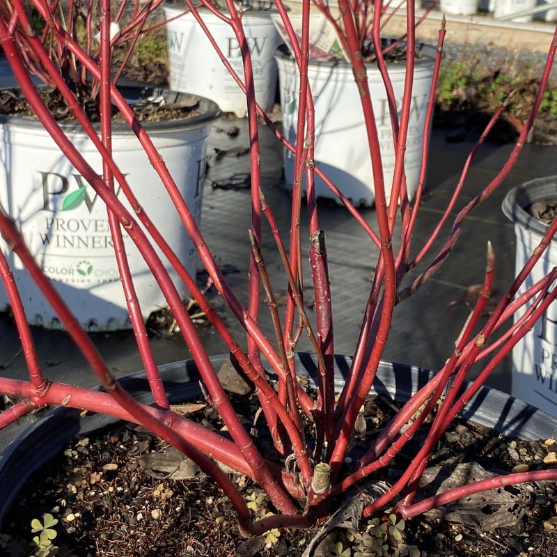 Close-up of glossy red bark of Cornus stolonifera 'Arctic Fire® Red' grown in 3-gallon pots.