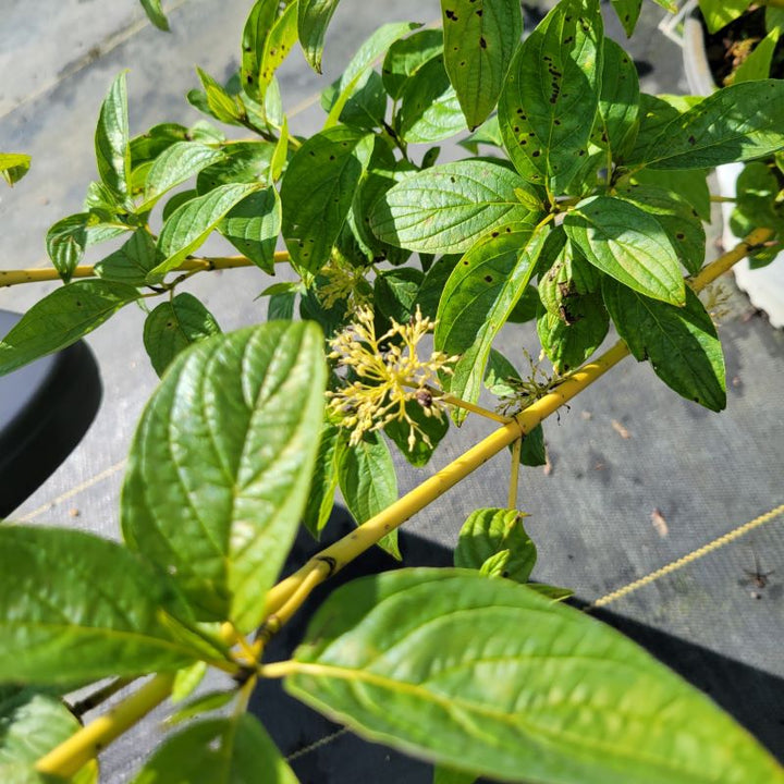 Close-up of the flowers and yellow bark of Cornus stolonifera 'Arctic Fire® Yellow' (Yellow Twig Dogwood)