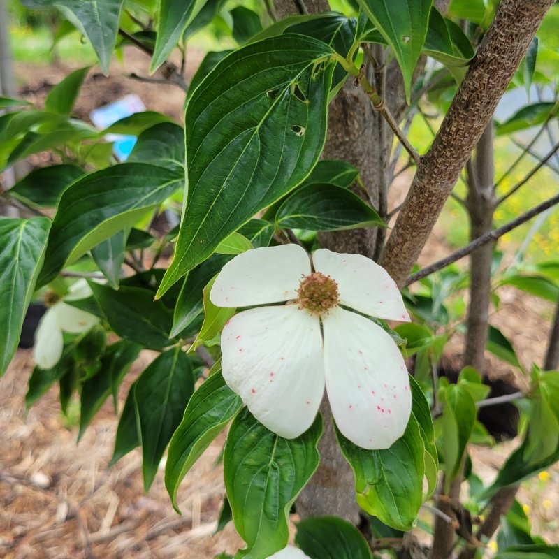 A close-up photo of the veined green leaves and 4-bracted white flowers of Cornus x 'Celestial' hybrid dogwood