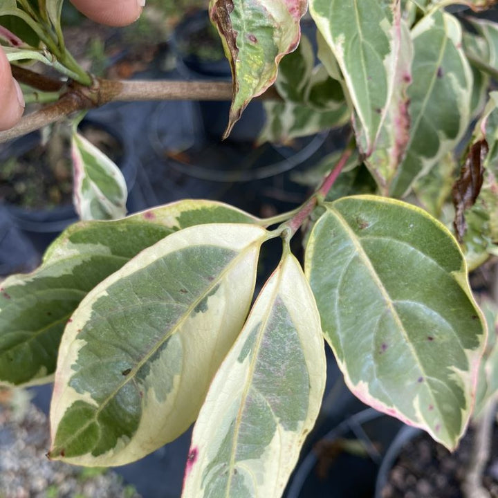 Close-up of green and white variegated foliage of Cornus x Variegated Stellar Pink®.
