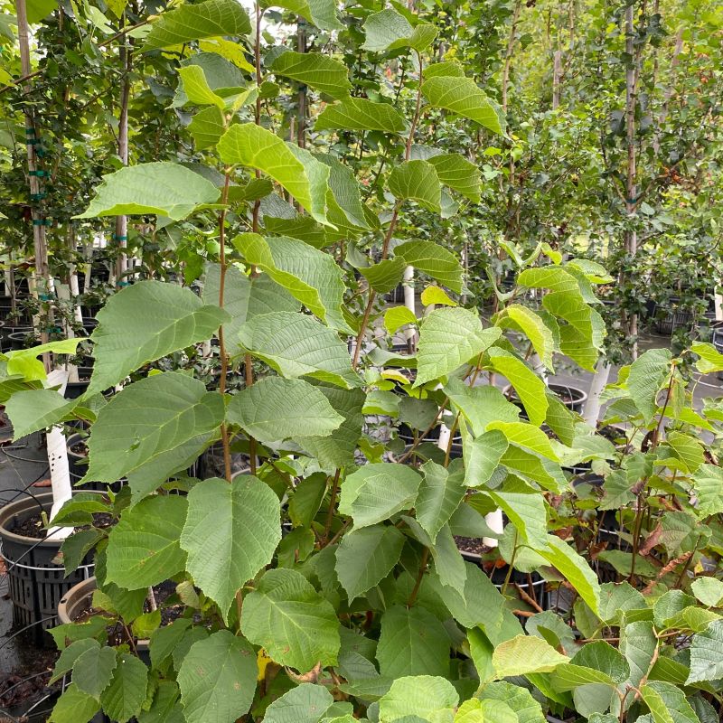Broad green leaves of Corylus americana (American Hazelnut).