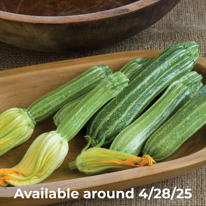 Zucchini Costata Romanesco Unity Grown