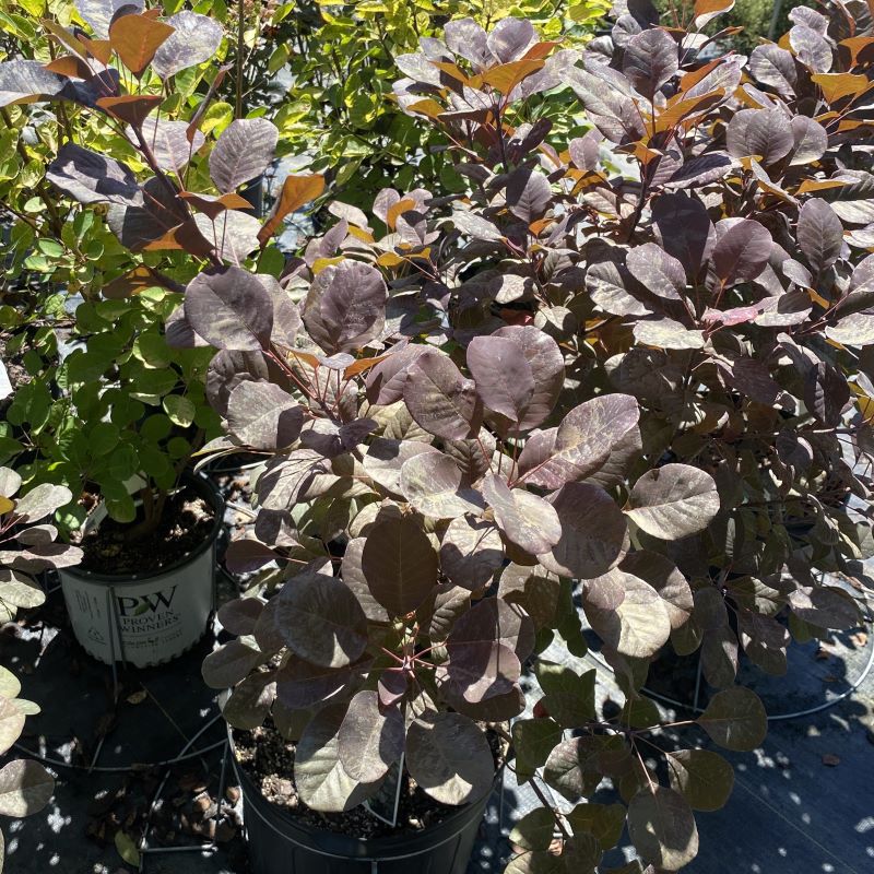 Purple foliage of Cotinus coggygria 'Royal Purple' grown in a 7-gallon pot.