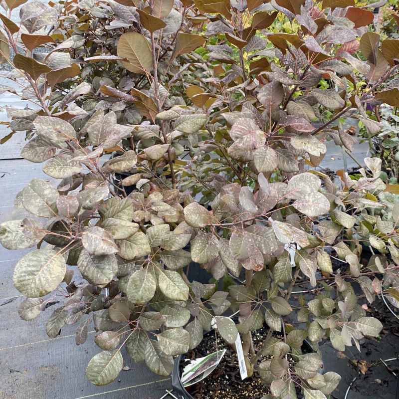 Cotinus coggygria 'Winecraft Gold®' grown in a 3-gallon pot.