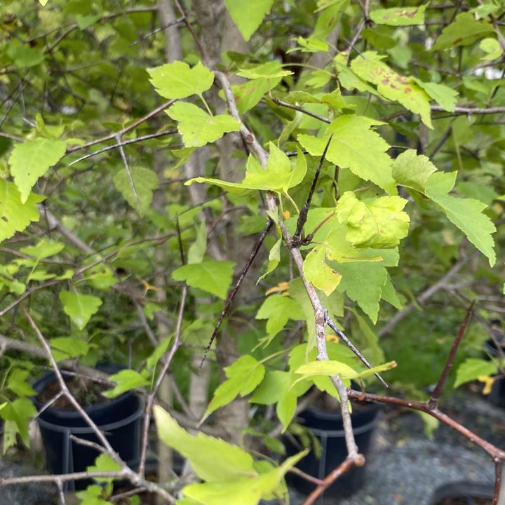 Close-up of foliage and thorns of Crataegus phaenopyrum (Washington Hawthorn).