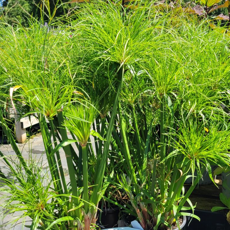 A photo of several upright papyrus plants (Cyperus papyrus) grown in 1-gallon pots