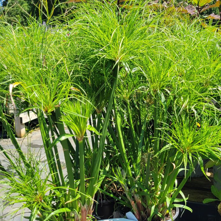 A photo of several upright papyrus plants (Cyperus papyrus) grown in 1-gallon pots