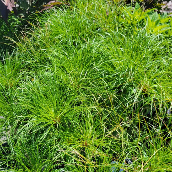 A close-up photo of the fringey upper foliage of several papyrus plants (Cyperus papyrus)