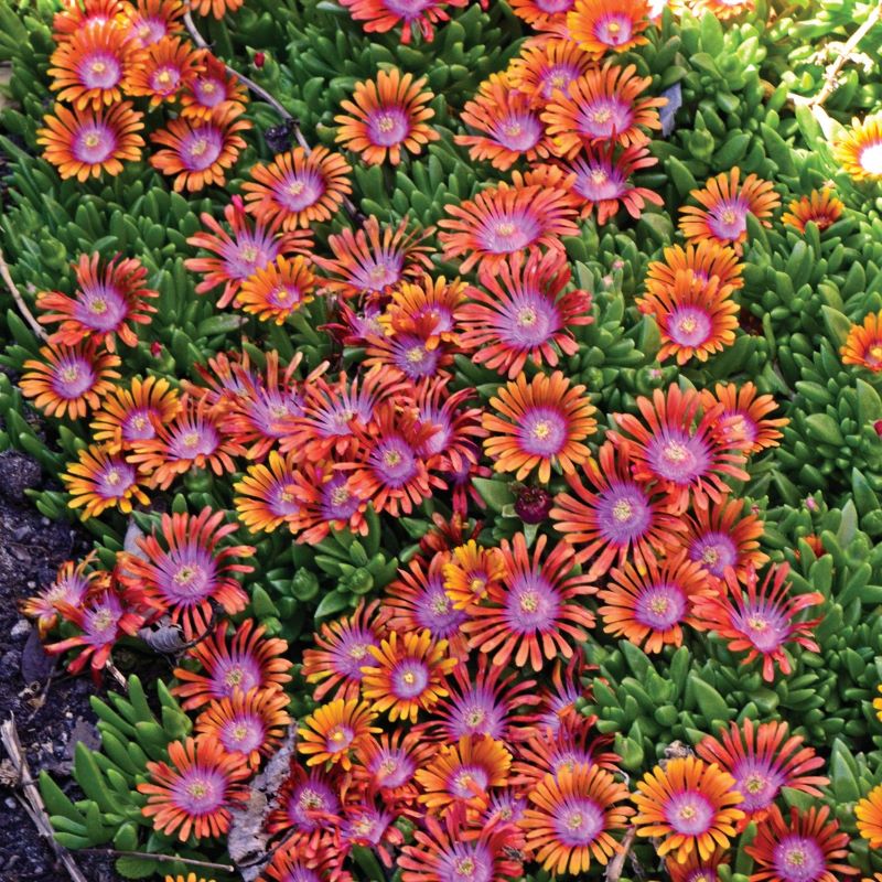 Pink and orange flowers of Delosperma x Fire Spinner®