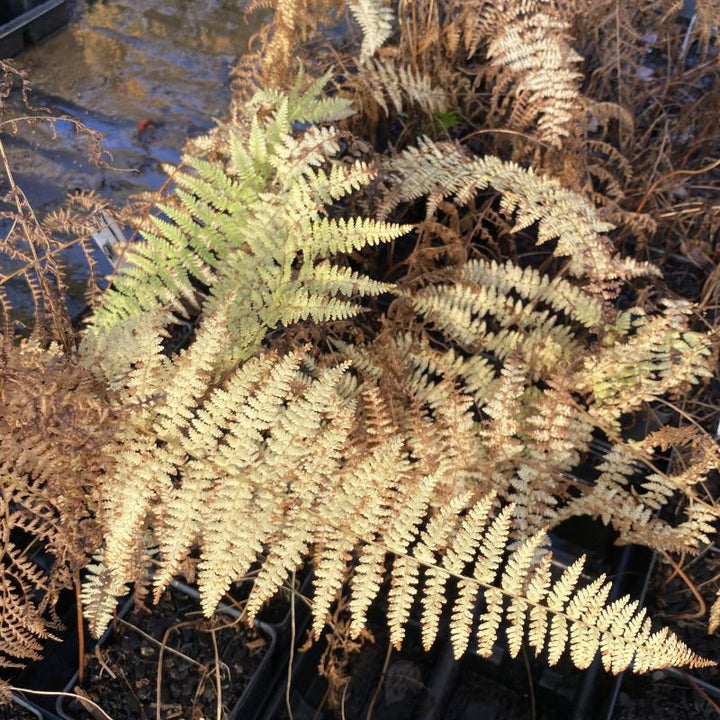 Photo of eastern hay scented fern in the fall. 