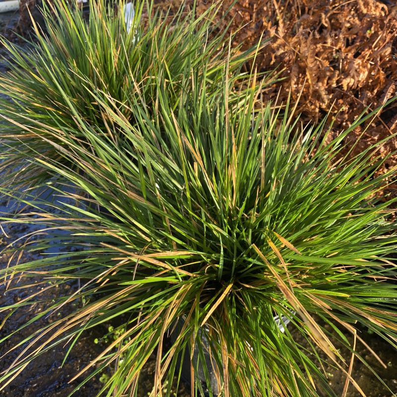 Green foliage of Deschampsia cespitosa 'Goldtau'