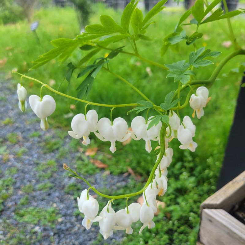 Close-up of the pure white, heart-shaped flowers of Dicentra spectabilis 'Alba' (Bleeding Heart)