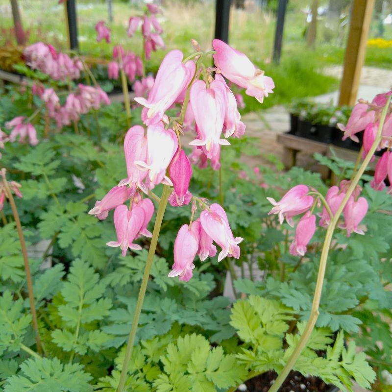 Fragile, rose-pink and white heart-shaped flowers and lacy foliage of Dicentra x 'Luxuriant' (Fern-leaf Bleeding Heart).