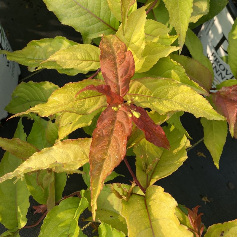 Young Diervilla x 'Kodiak® Fresh' with flower buds, grown in a 3-gallon pot.