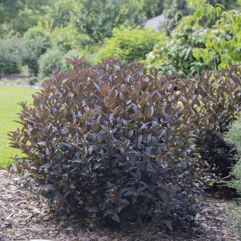 A photo of a dark purple-leaved Diervilla rivularis Kodiak Jet Black shrub planted in an established garden bed