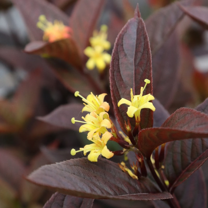 A close-up photo of the dark black-purple foliage and striking, small yellow flowers of Diervilla rivularis Kodiak Jet Black