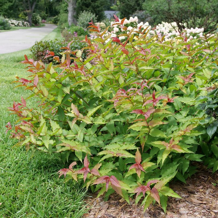 Diervilla x Kodiak® Red 2.0 (Southern Bush Honeysuckle) Unity Grown