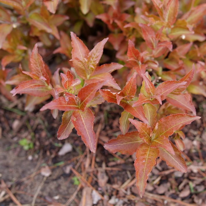 Diervilla x Kodiak® Red 2.0 (Southern Bush Honeysuckle) Unity Grown