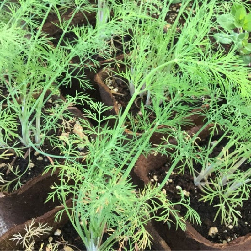 Light green lacy foliage of young dill grown in 4" pots.