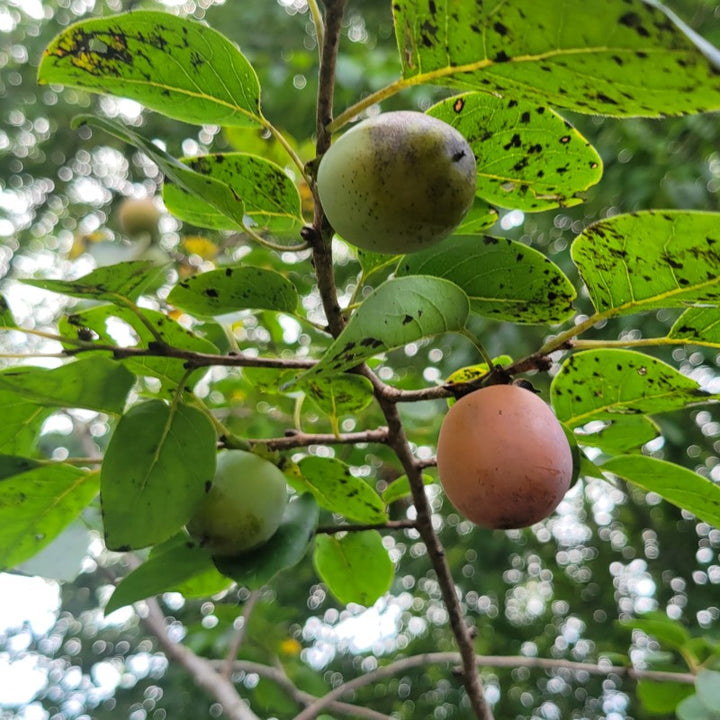 A close-up photo of the unripe and ripening fruit of American persimmon (Diospyros virginiana)